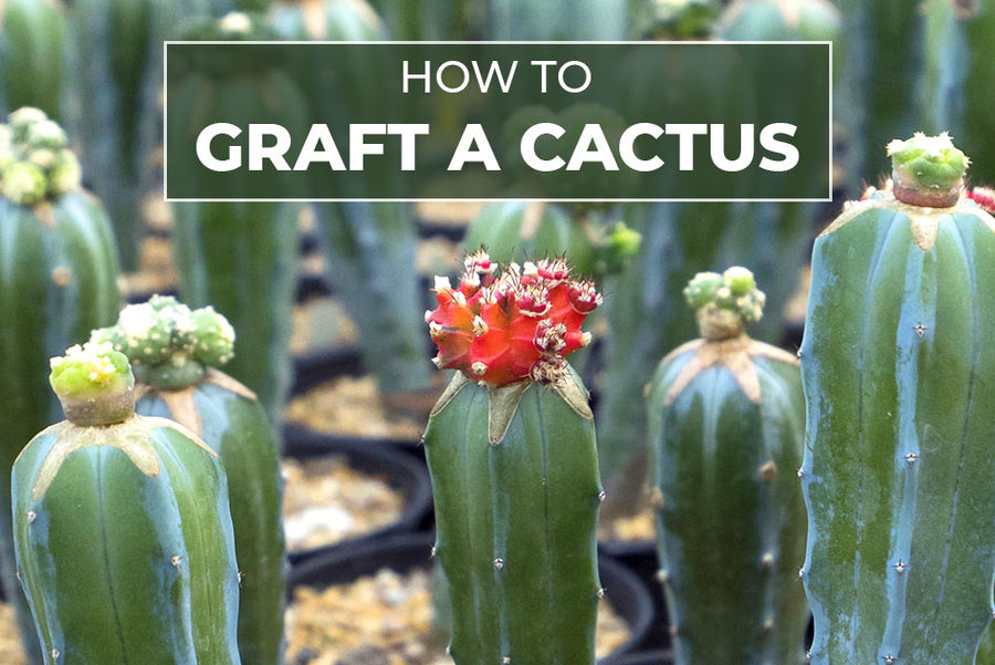 HOW TO GRAFT A CACTUS | Cactus Grafting Guide