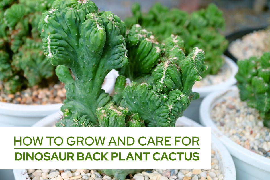 How to care for Dinosaur Back Cactus