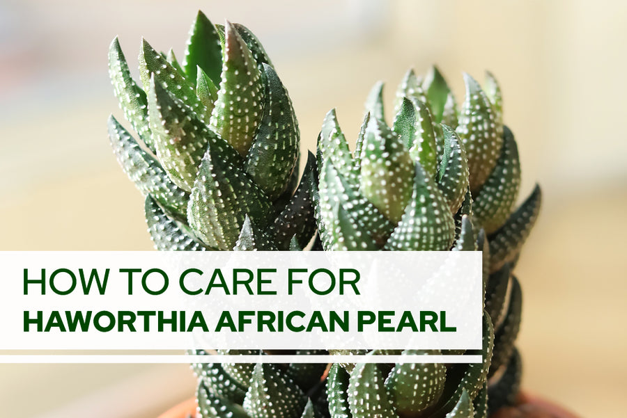 How To Care For Haworthia African Pearl