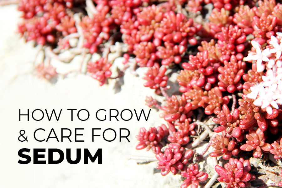 How to Grow and Care for Sedum Plants, Tips for Growing Sedum Succulent, How to care for sedum plant