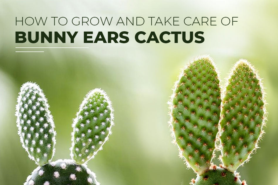 How to grow and take care of Bunny Ears Cactus plant