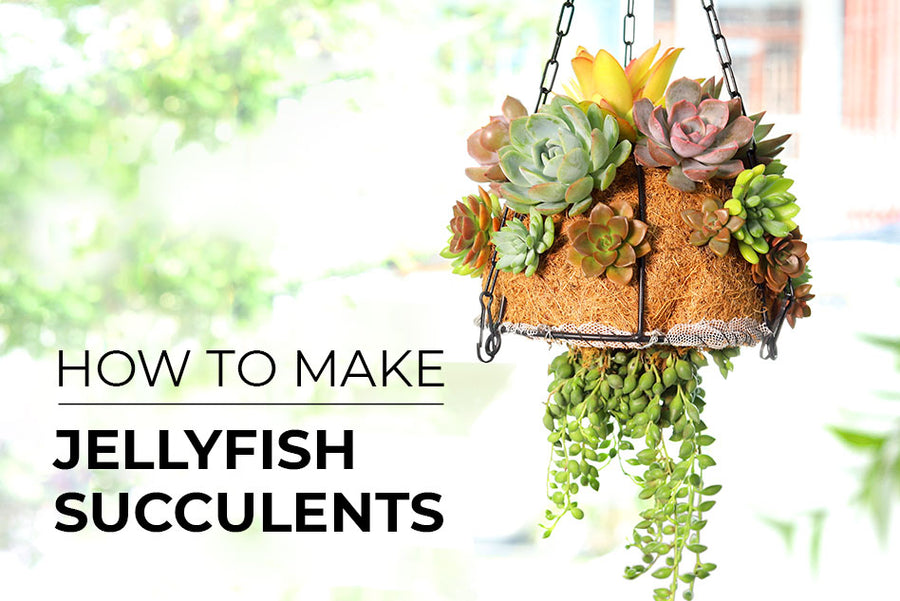 How to make Jellyfish Succulents