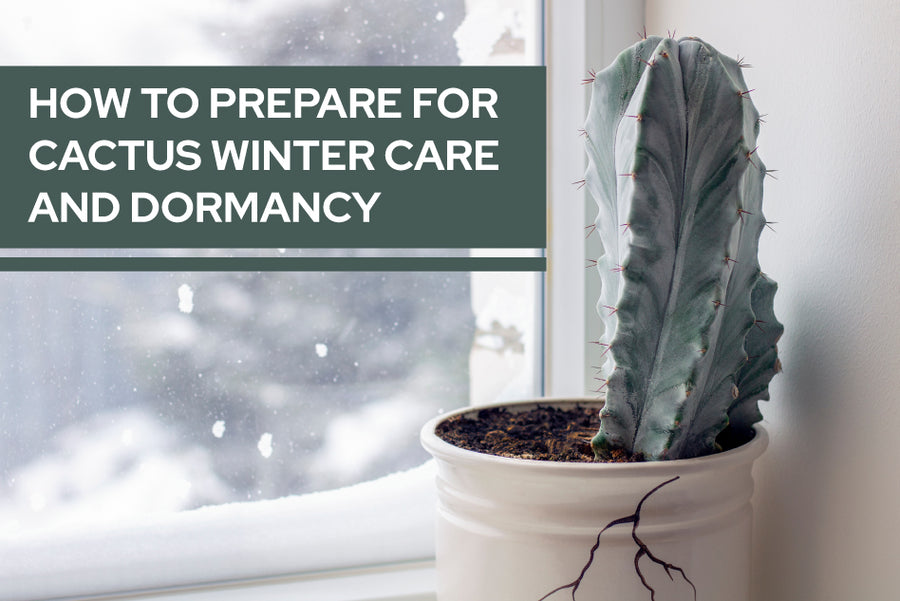 How to prepare for cactus winter care and dormancy Succulents Box