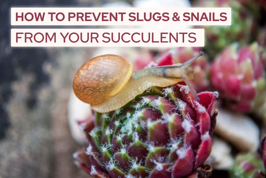 How to Prevent Slugs and Snails from Your Succulents, how to get rid of slugs and snails, slugs and snails in succulents, get rid you snails naturally