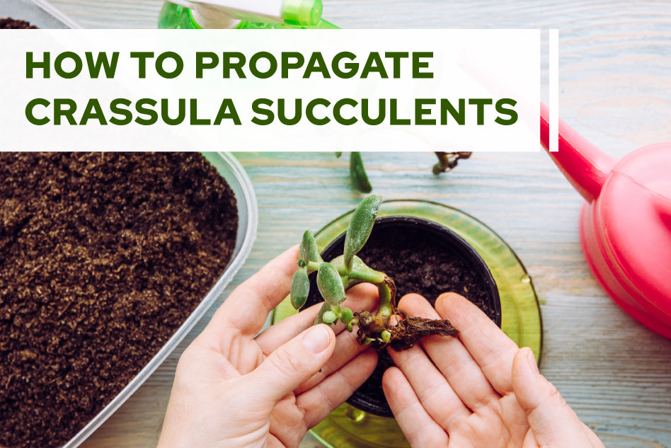 How to propagate Crassula succulents