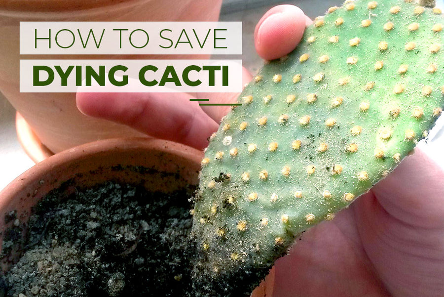 How to save dying cacti