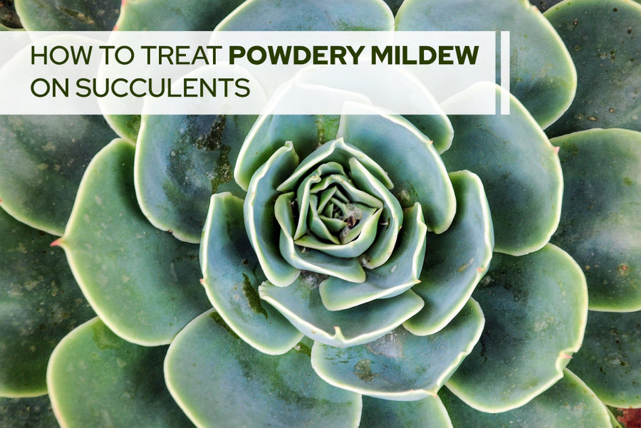 How to treat Powdery Mildew on succulents