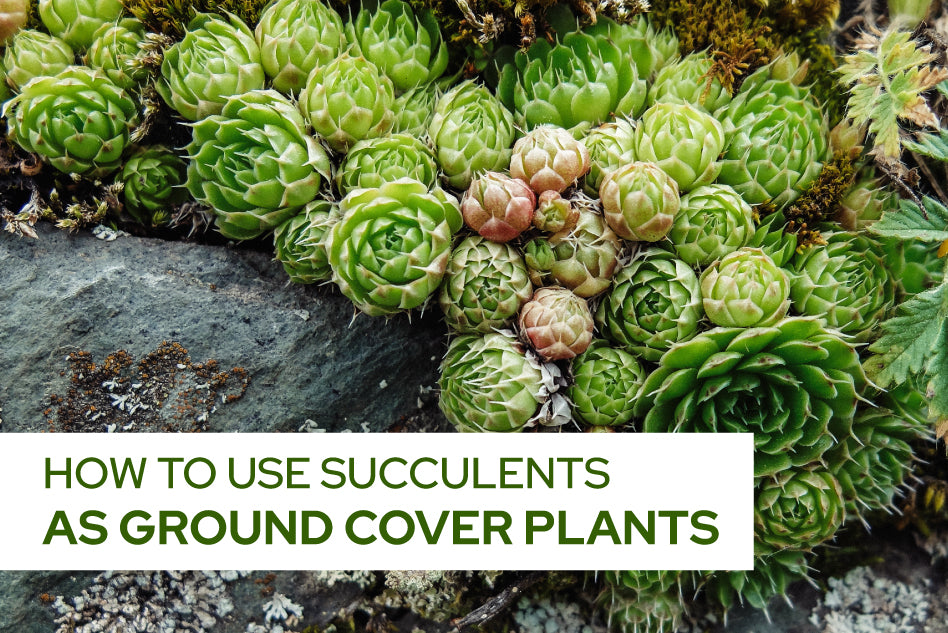 How to use succulents as ground cover plants