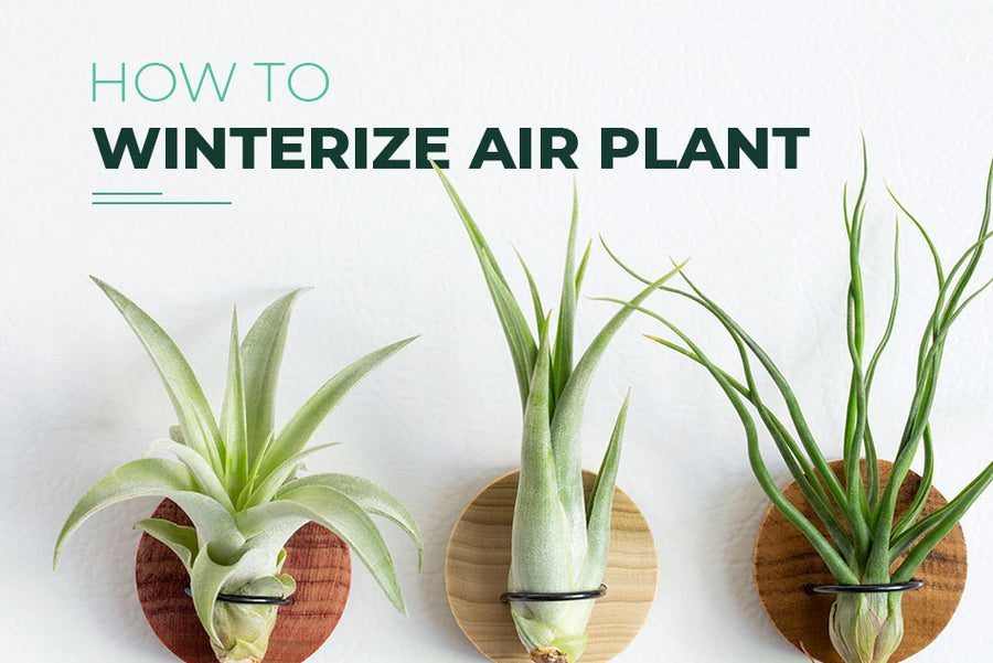 How to winterize your air plants