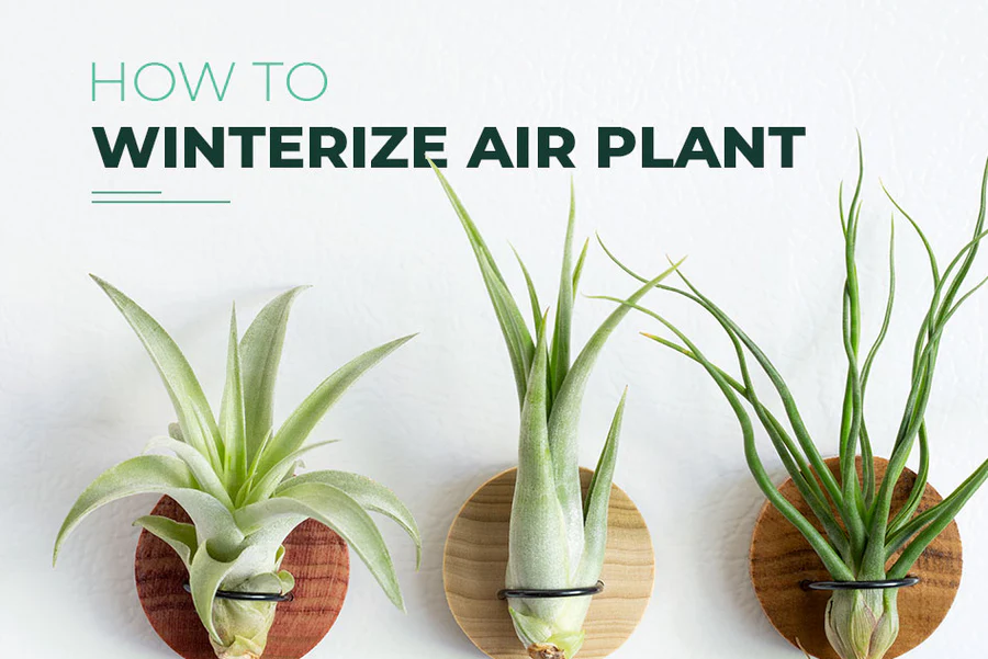 How to winterize your air plants