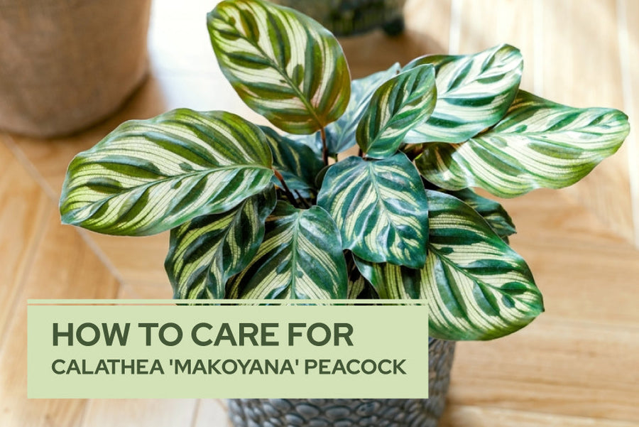 How to Care for Calathea 'Makoyana' Peacock