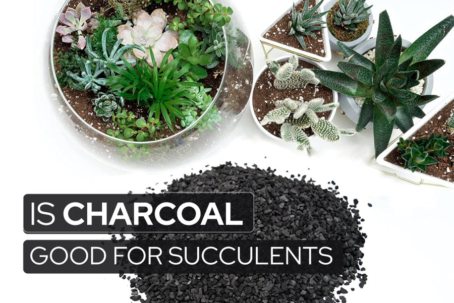 Is Charcoal Good for Succulents?