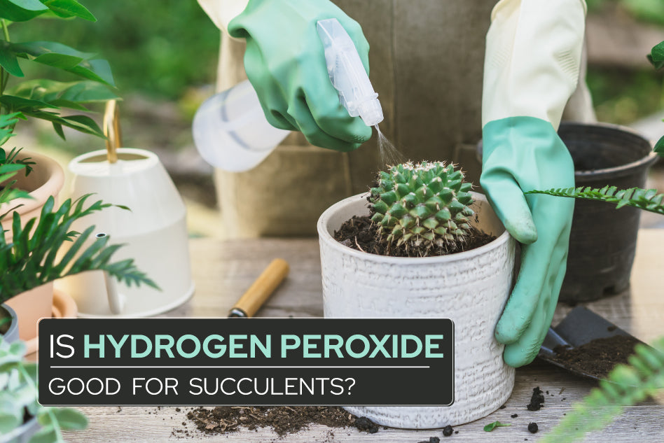 Using Hydrogen Peroxide with Succulents