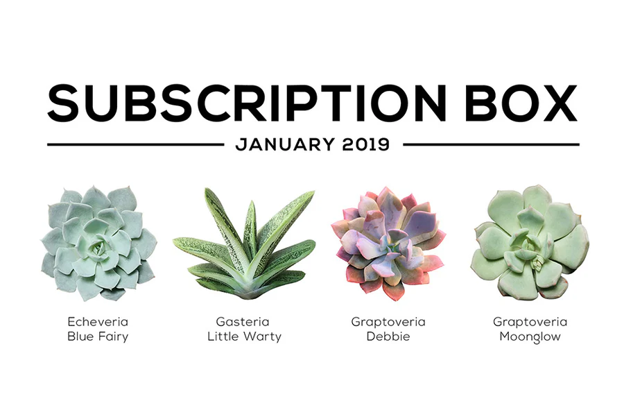 Succulents Box January 2019 Care Guide