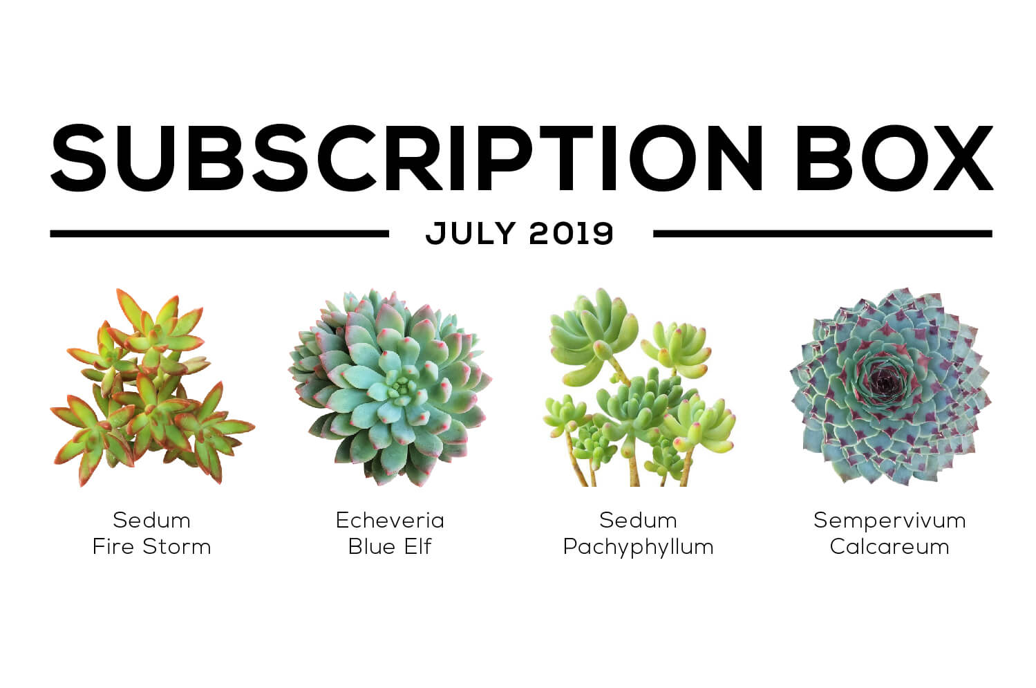 Succulents Box July 2019 Care Guide