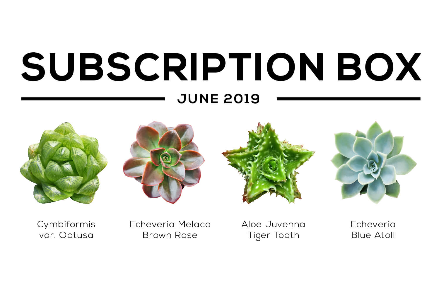 Succulents Box June 2019 Care Guide