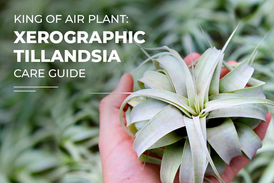 How to Grow and Care for Xerographica - The King of Air Plants - Succulents  Box