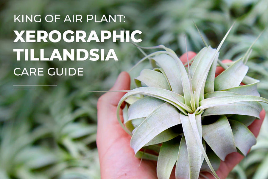 How to grow and care for Xerographica - The King of Air Plants