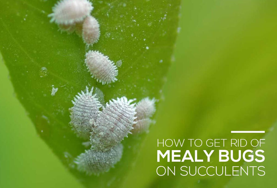 How to get rid of mealy bugs on succulents