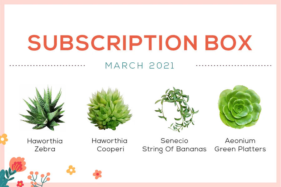 March 2021 Succulent Subscription Box Care Guide