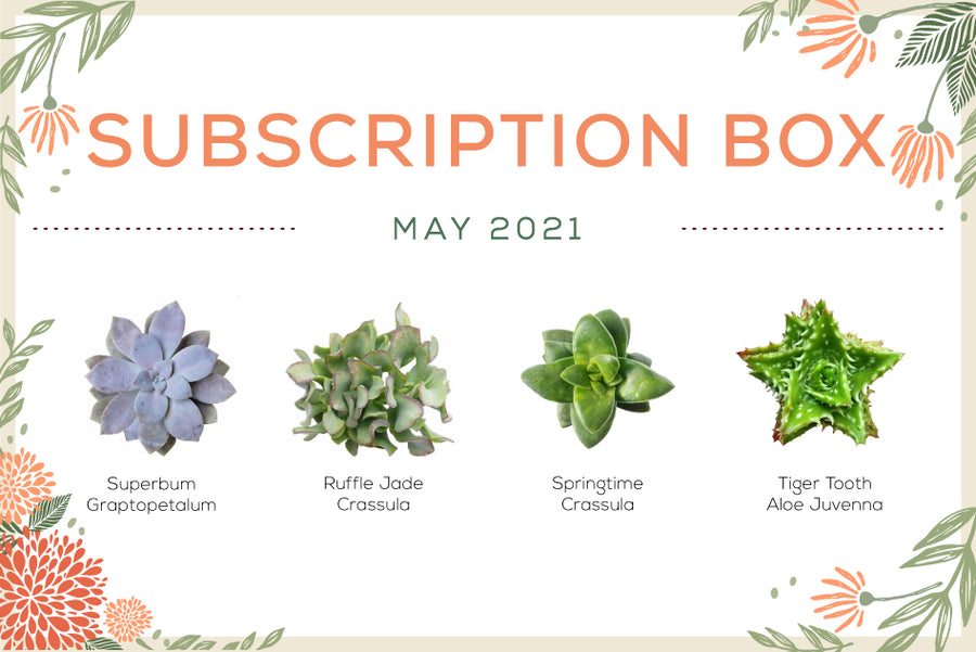 May 2021 Succulent Subscription Box Care Guide