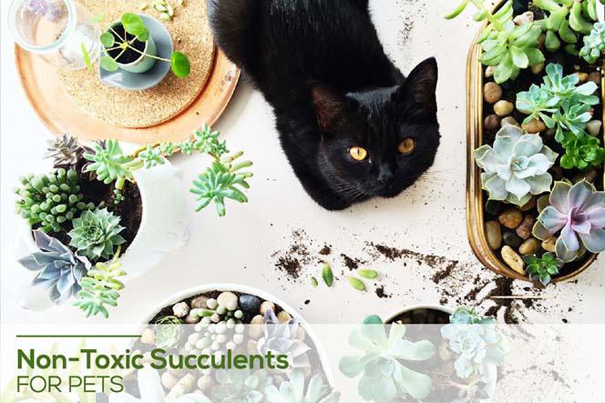 Toxic and Non-Toxic Succulents for Pets, A Collection of Pet-Friendly Succulent Plants
