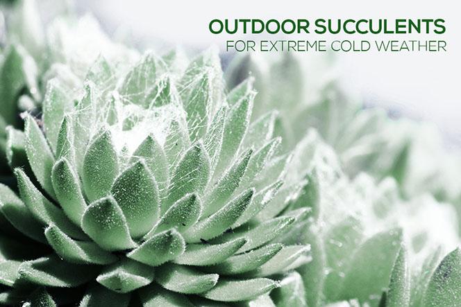 8 Types of Outdoor Succulents for Extreme Cold Weather