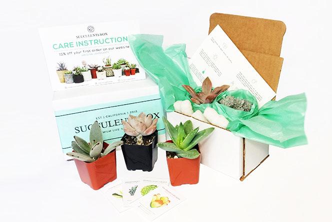 How we package and ship our succulents