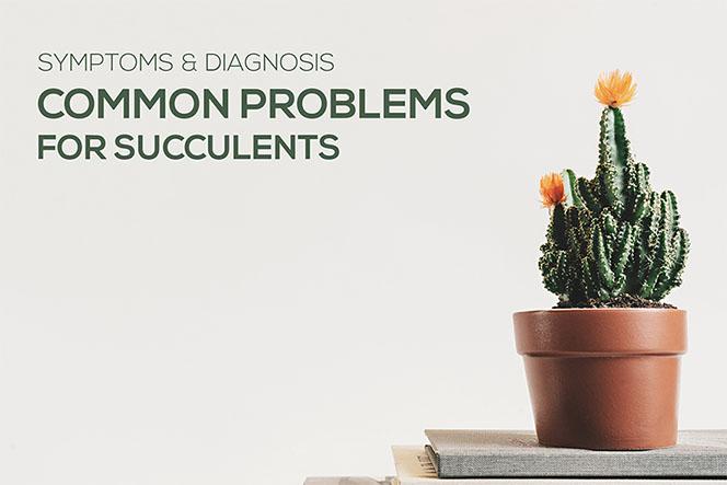 Troubleshooting Common Problems for Succulents, Common Problems with Succulents and How to Fix Them