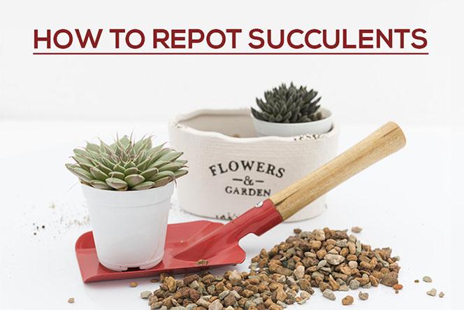 How to Repot Succulents, How to plant succulent plants, How to care for succulents, How to repot your succulent, repotting succulents, how to repot succulents