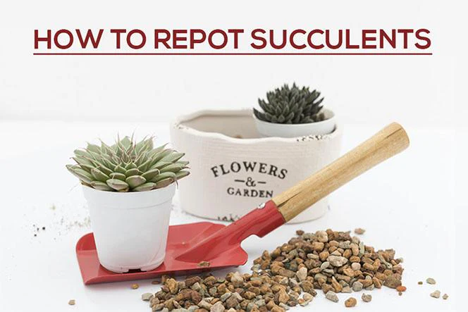 How to Repot Succulents, How to plant succulent plants, How to care for succulents, How to repot your succulent, repotting succulents, how to repot succulents