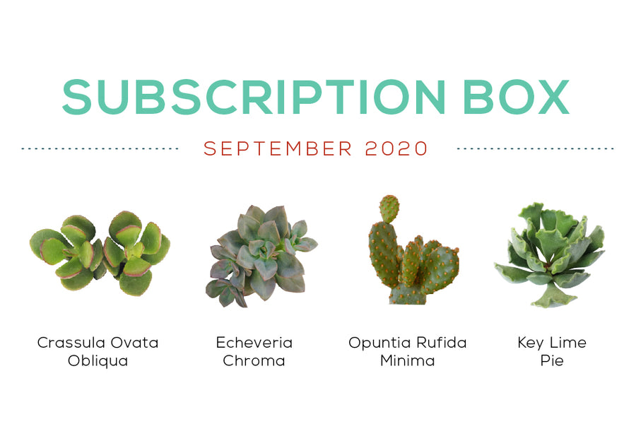 Succulents Box September 2020 Care Guide