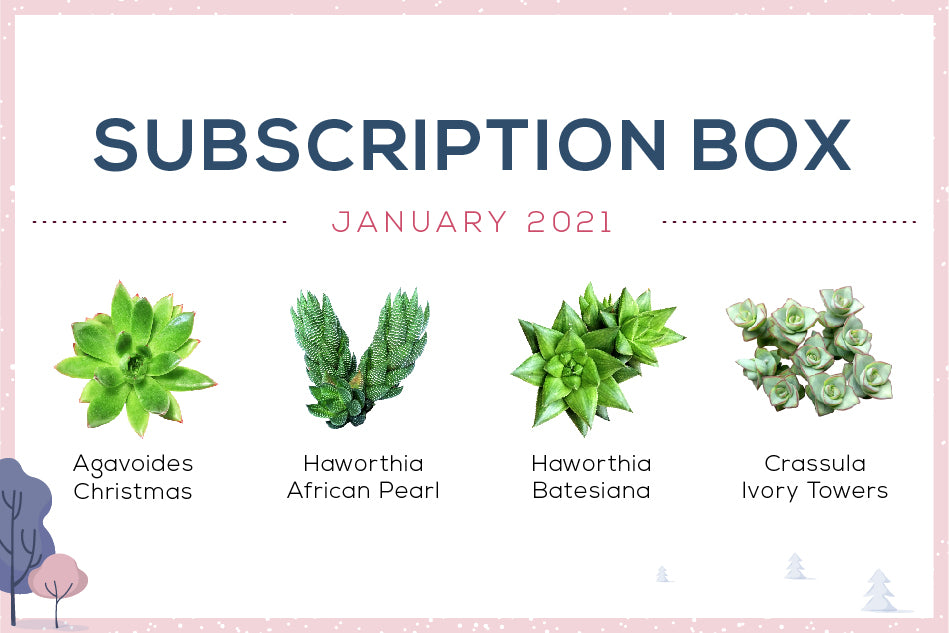 January 2021 Succulent Subscription Box Care Guide