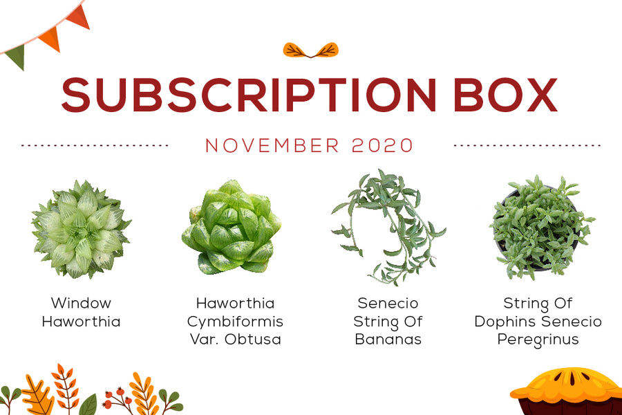 November 2020 Succulents Subscription Box Care Guide