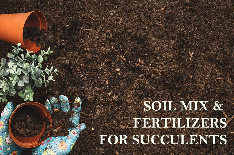 Soil Mix & Fertilizers for Succulents, Succulents Soil Mix
