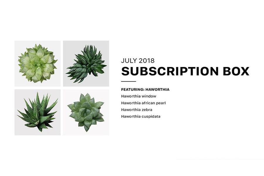 Tips for Growing Haworthia Succulent Plant, Succulents Box Subscription with Care Guide, Succulent Subscription Box Delivered Monthly, How to care for Haworthia Succulent