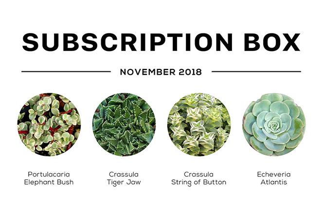 Succulents Box Subscription with Care Guide
