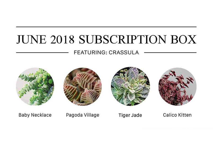 Succulents Box Subscription with Care Guide, Succulents Subscription Box Delivered Monthly