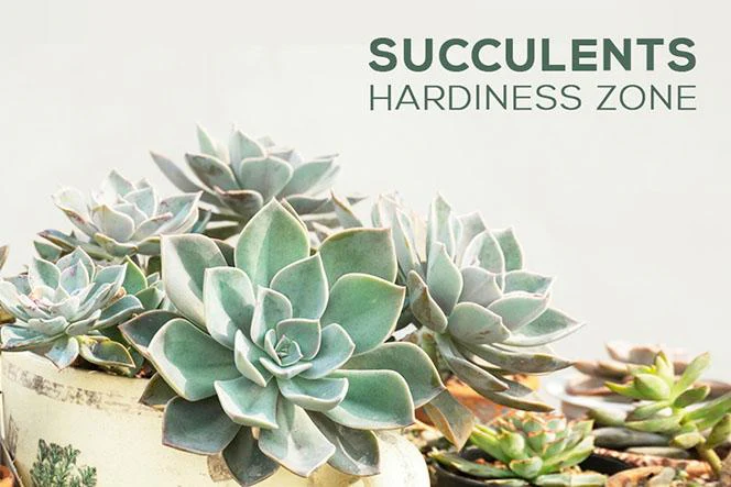 Succulents Hardiness Zone, Hardy Succulents, Cold Tolerant Succulents, Choosing Succulents for Zone