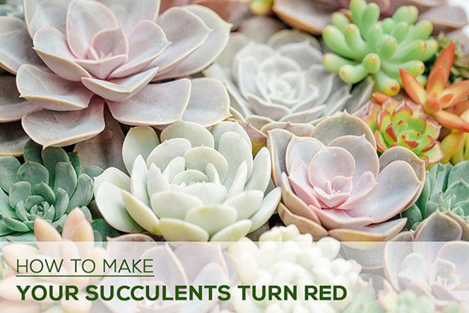 How to Make My Succulents Turn Red?