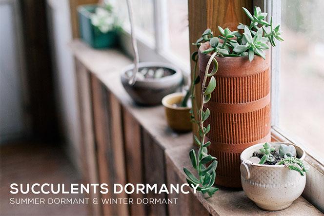 Succulents Dormancy,The Science of Succulent Dormancy, What You Need to Know About Succulent Dormancy