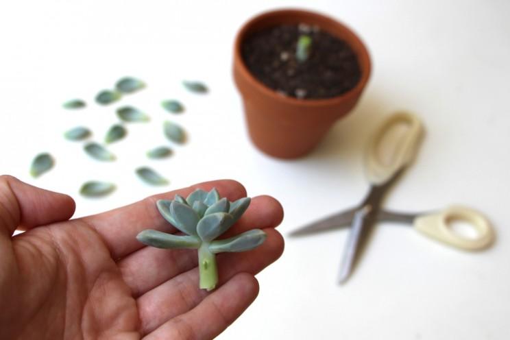 Cutting Positions for Succulent Propagation