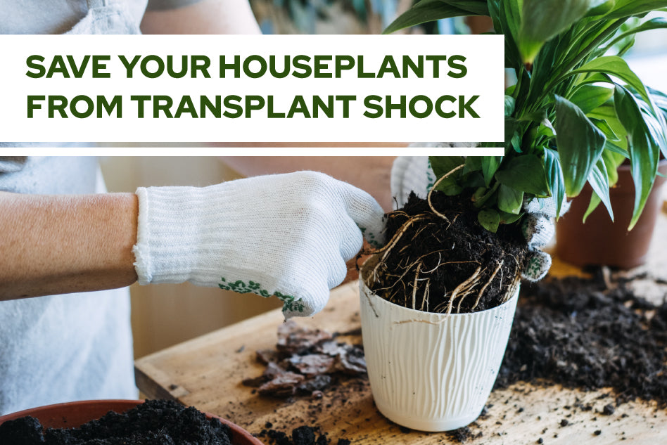 Save Your Houseplants from Transplant Shock