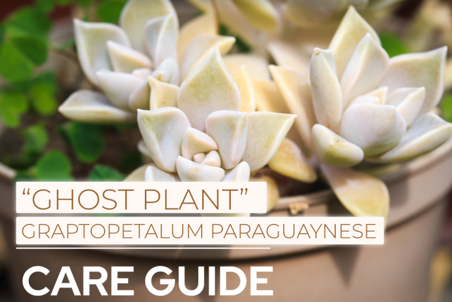 “Ghost Plant” Graptopetalum Paraguaynese Care Guide