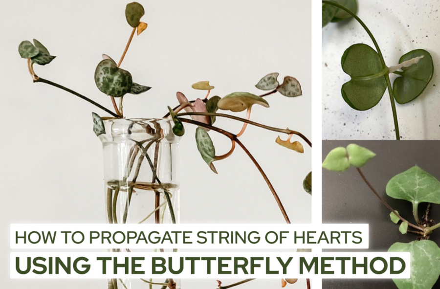 How to Propagate String of Hearts Using the Butterfly Method