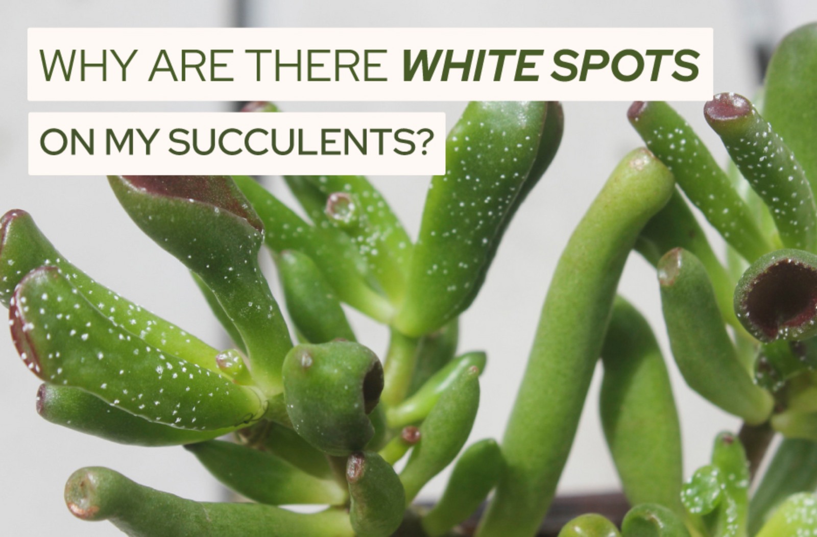Why Are There White Spots on My Succulents, White Spots on Succulents: Identifying and Treating Common Causes