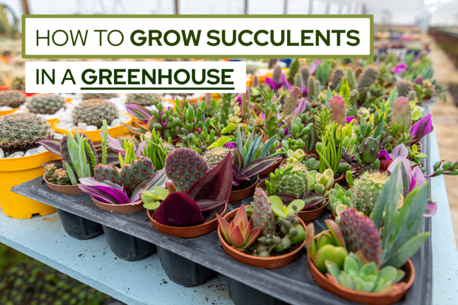 How to Grow Succulents in a Greenhouse, Growing Succulents in a Greenhouse