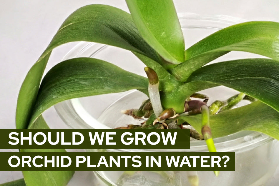 Should We Grow Orchid Plants in Water?