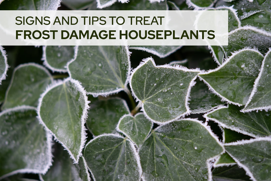 Signs and Tips to Treat Frost Damage Houseplants
