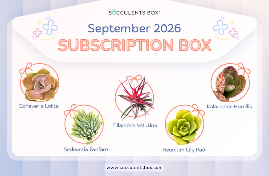 SEPTEMBER 2026 SUCCULENT SUBSCRIPTION BOX CARE GUIDE